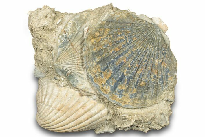 Fossil Marine Bivalve Mollusc Cluster - Gironde, France #302969
